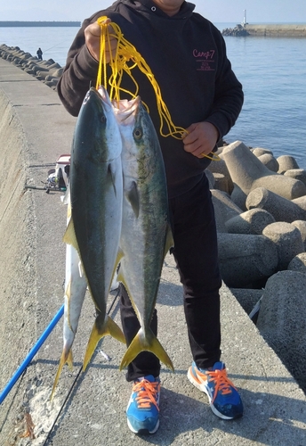 メジロの釣果