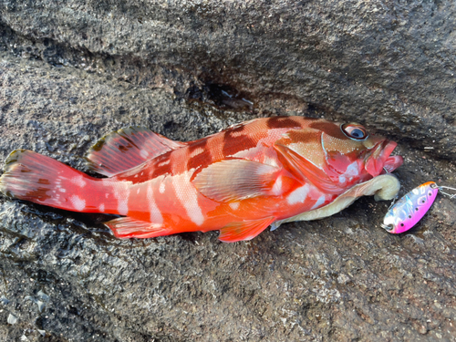 アカハタの釣果