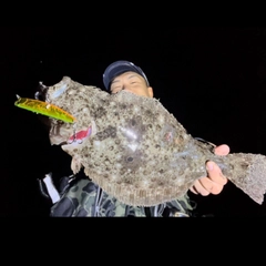 ヒラメの釣果