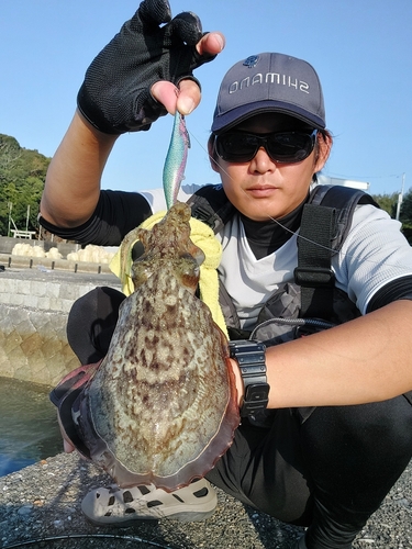 コウイカの釣果