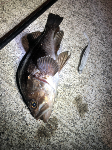 クロソイの釣果