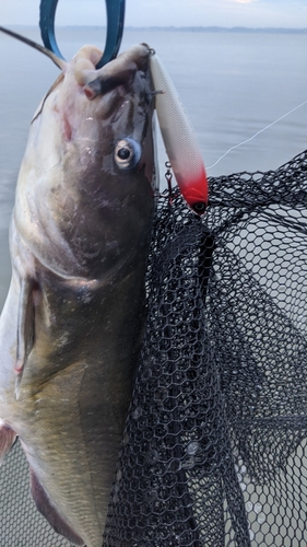 アメリカナマズの釣果