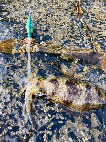 アオリイカの釣果