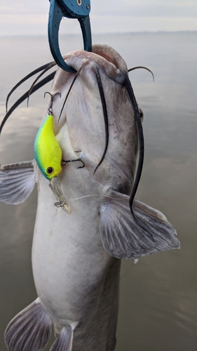 アメリカナマズの釣果