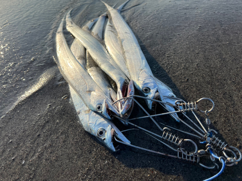 タチウオの釣果