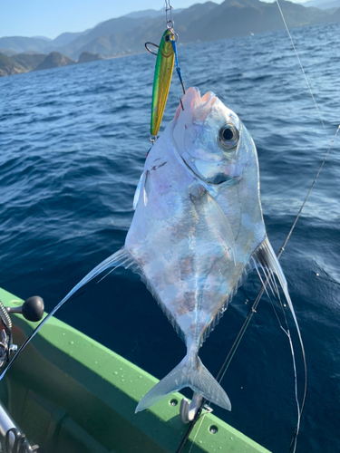 イトヒキアジの釣果