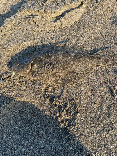 ソゲの釣果