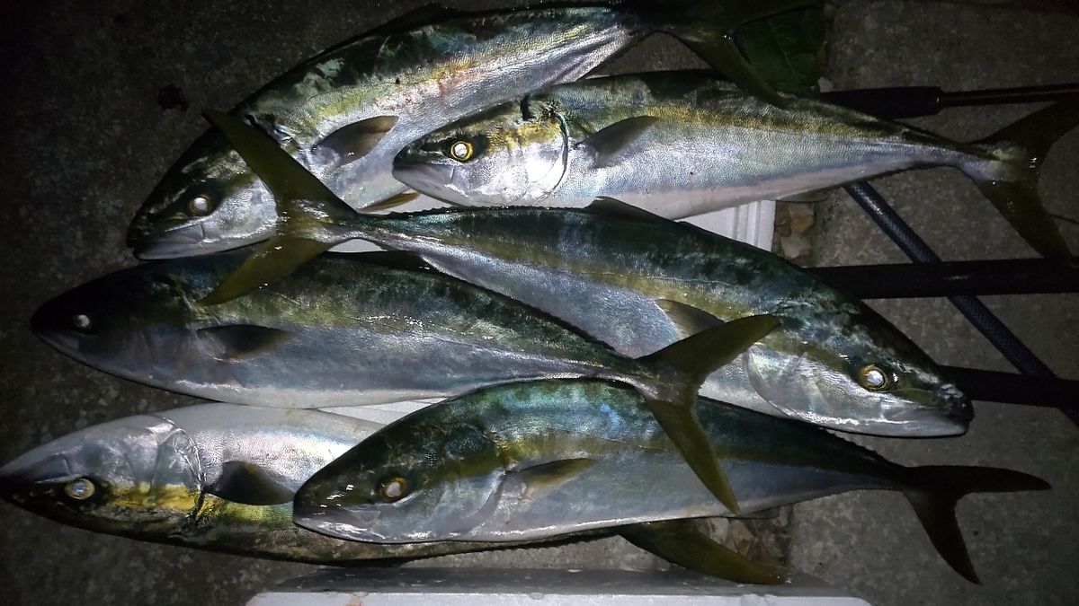 はま〜さんの釣果 1枚目の画像