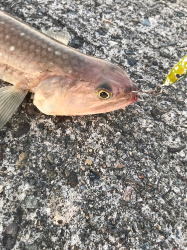 エソの釣果