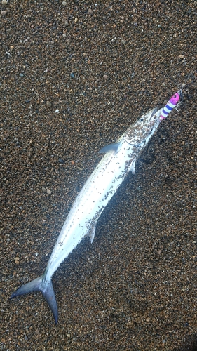 サゴシの釣果