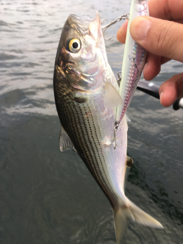 コノシロの釣果