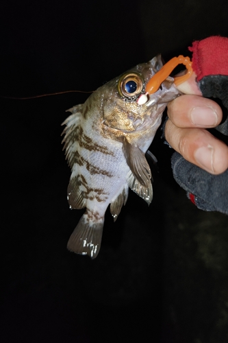 シロメバルの釣果