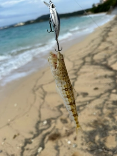 エソの釣果