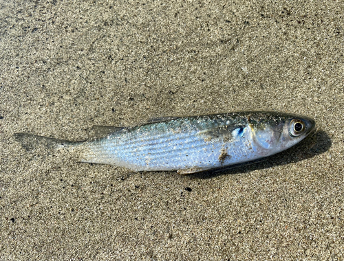 コノシロの釣果