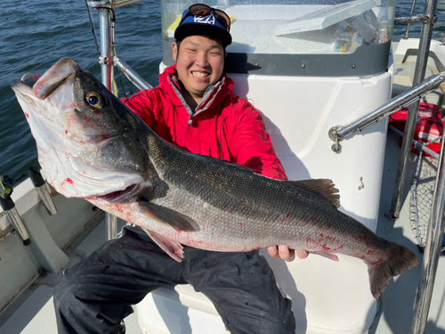 スズキの釣果