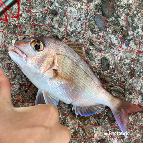 タイの釣果