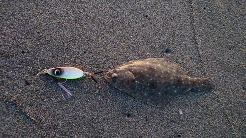 ソゲの釣果