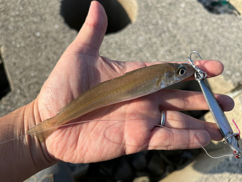 シロギスの釣果