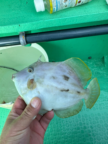 カワハギの釣果