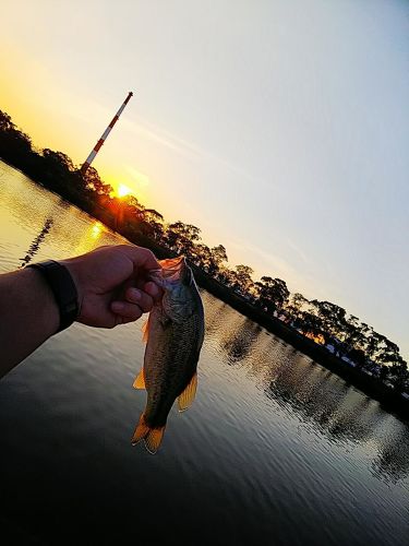 ラージマウスバスの釣果