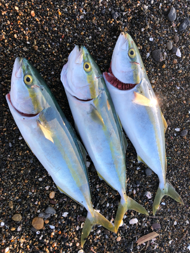 イナダの釣果