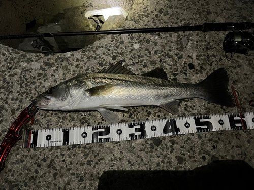 シーバスの釣果