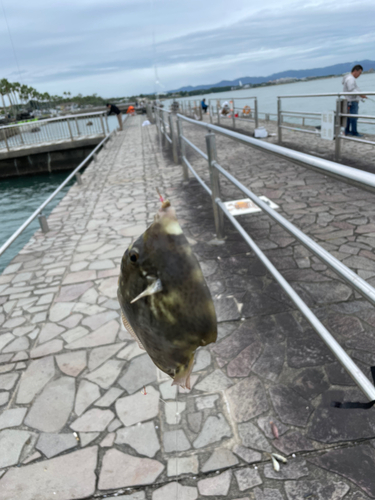 カワハギの釣果