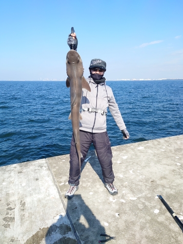 サメの釣果