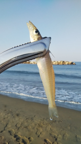 キスの釣果