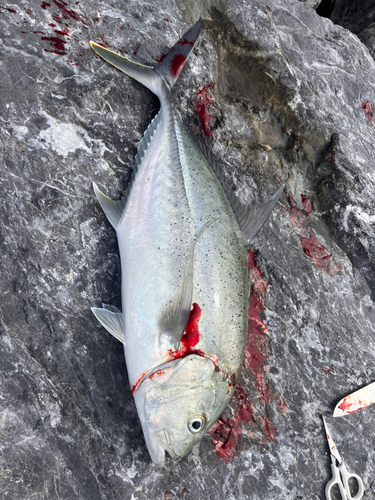 オニヒラアジの釣果