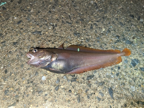 マイワシの釣果