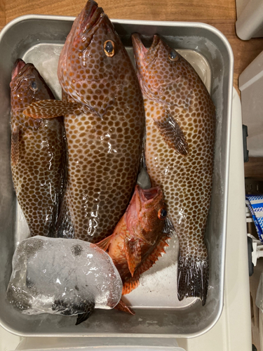 オオモンハタの釣果