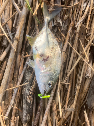 メッキの釣果