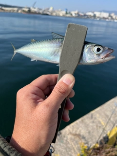 サバの釣果