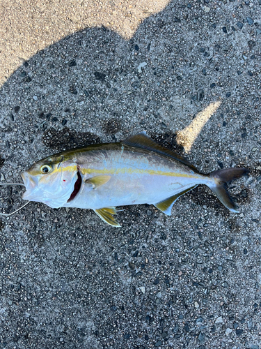 シオの釣果