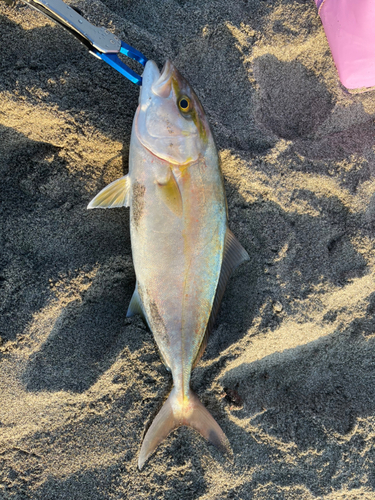 ショゴの釣果