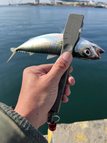 サバの釣果