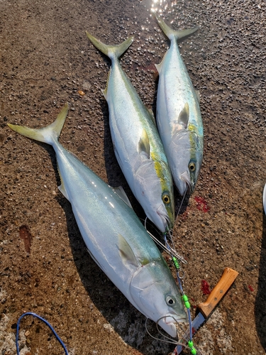 メジロの釣果