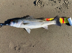 スズキの釣果