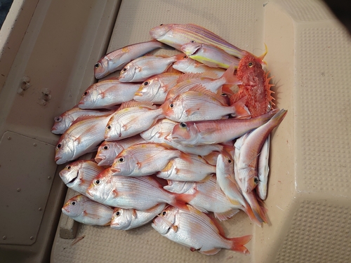 レンコダイの釣果