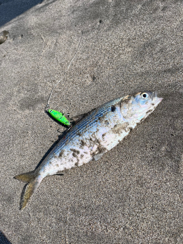 コノシロの釣果