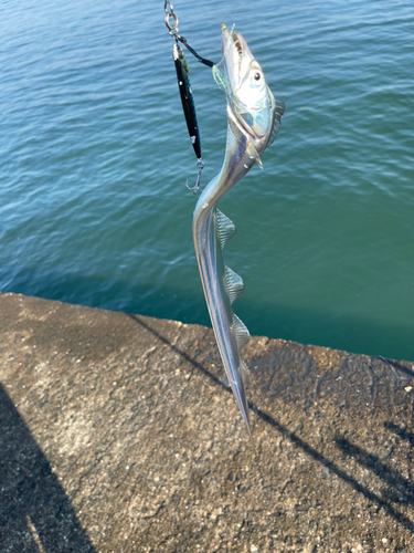 タチウオの釣果