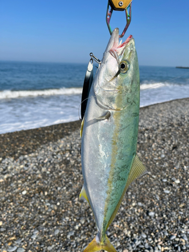 ハマチの釣果