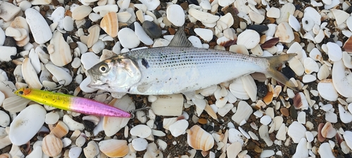 コノシロの釣果