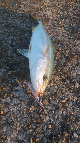 イナダの釣果