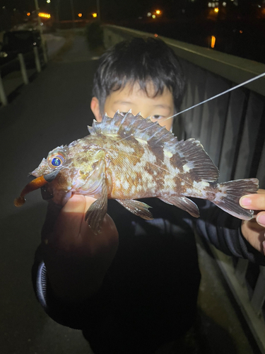 カサゴの釣果