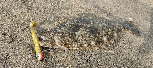 ソゲの釣果