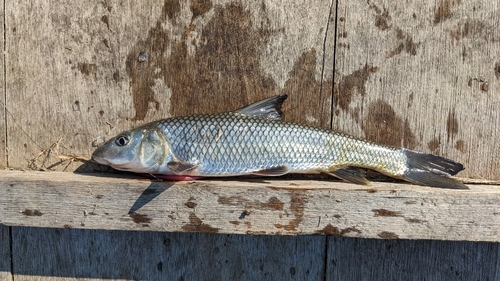 ニゴイの釣果