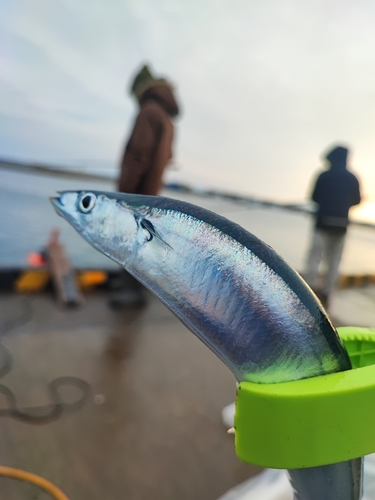 サンマの釣果