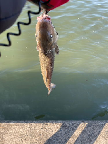 コイの釣果